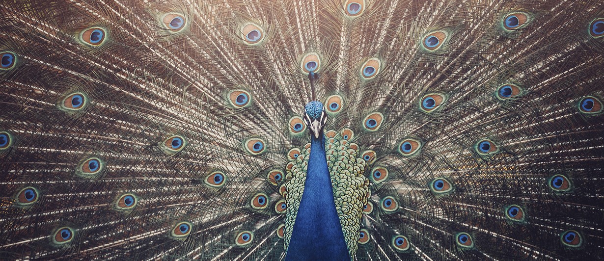 Pfau4